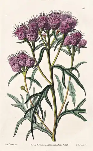 Saussurea pulchella - Siberia Sibirien / flowers Blume flower Botanik botany botanical