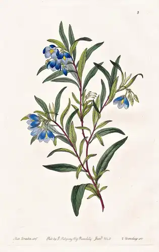 Sollya linearis - Australia Australien / flowers Blume flower Botanik botany botanical