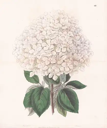 Viburnum macrocephalum - China / flowers Blume flower Botanik botany botanical