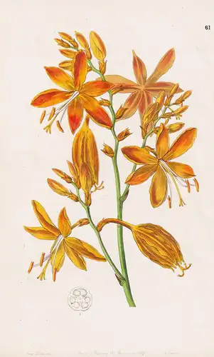 Tritonia aurea - flowers Blume flower Botanik botany botanical