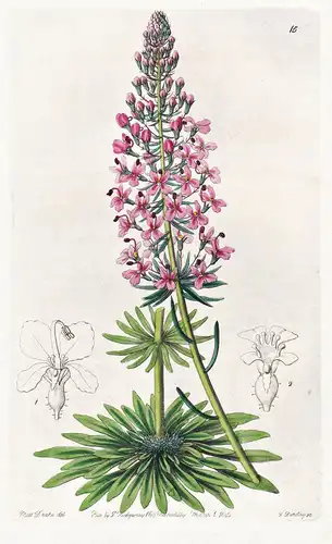 Stylidium Brunonianum - Australia Australien / flowers Blume flower Botanik botany botanical