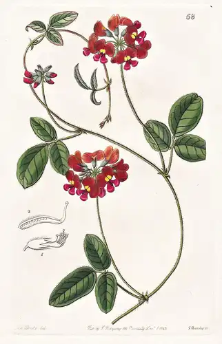 Zichya villosa - Australia Australien / flowers Blume flower Botanik botany botanical