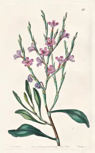 Statice monopetala; var. denudata - flowers Blume flower Botanik botany botanical
