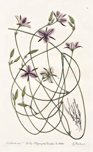 Thysanotus intricatus - Australia Australien / flowers Blume flower Botanik botany botanical