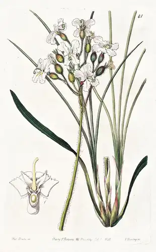 Stylidium pilosum - Australia Australien / flowers Blume flower Botanik botany botanical