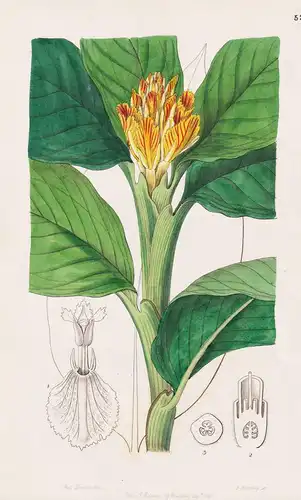 Amomum vitellinum - East India / flowers Blume flower Botanik botany botanical