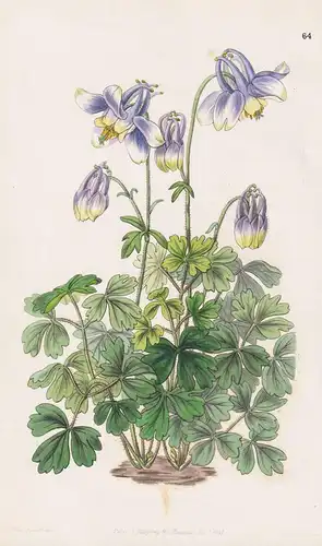 Aquilegia leptoceras - Siberia Sibirien / flowers Blume flower Botanik botany botanical