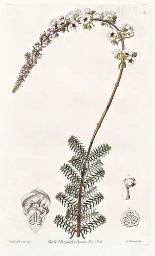 Babingtonia Camphorosmae - Australia Australien / flowers Blume flower Botanik botany botanical