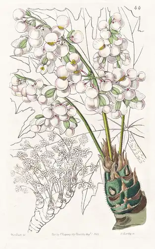 Begonia crassicaulis - Guatemala / flowers Blume flower Botanik botany botanical