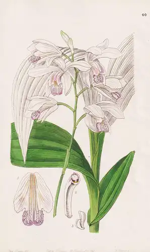 Bletia Gebina - Orchidee orchid / flowers Blume flower Botanik botany botanical