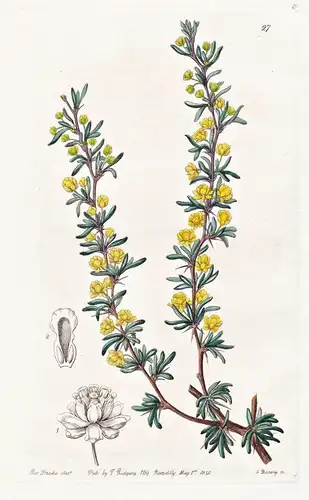 Berberis empetrifolia - South America Südamerika / flowers Blume flower Botanik botany botanical