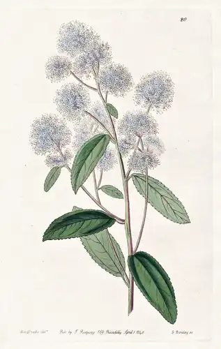 Ceanothus pallidus - California Kalifornien / flowers Blume flower Botanik botany botanical