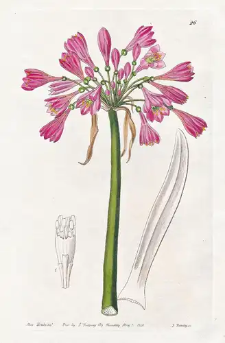 Calostemma carneum - Australia Australien / flowers Blume flower Botanik botany botanical