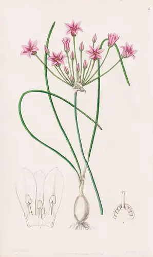 Caloscordum nerinefolium - China / flowers Blume flower Botanik botany botanical