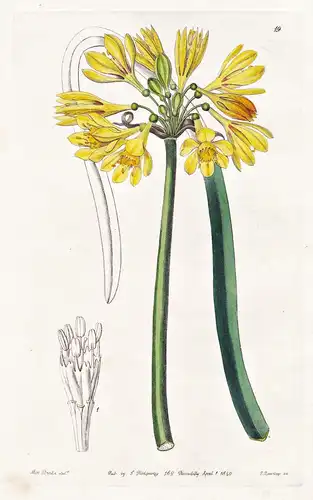 Calostemma luteum - America Amerika / flowers Blume flower Botanik botany botanical