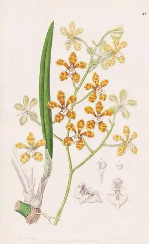 Cleisostoma ionosmum - orchid Orchidee / flowers Blume flower Botanik botany botanical