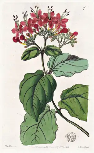 Clerodendron splendens - Sierra Leone / flowers Blume flower Botanik botany botanical