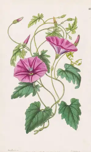 Convolvulus italicus - North Africa Nord Afrika / flowers Blume flower Botanik botany botanical