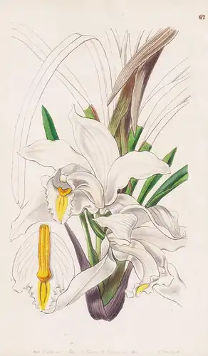 Cymbidium eburneum - orchid Orchidee / China East Indies / flowers Blume flower Botanik botany botanical