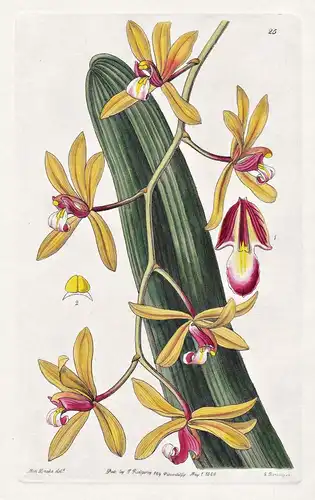 Cymbidium pendulum - Orchidee orchid / Nepal / flowers Blume flower Botanik botany botanical