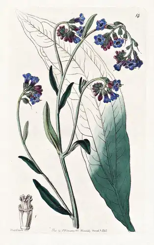 Cynoglossum anchusoides - India Indien / flowers Blume flower Botanik botany botanical