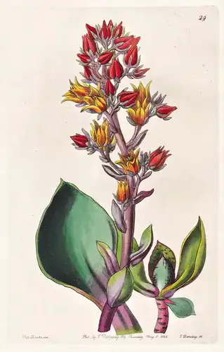 Echeveria acutifolia - Mexico Mexiko / flowers Blume flower Botanik botany botanical