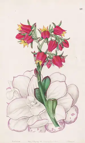 Echeveria retusa - Mexico Mexiko / flowers Blume flower Botanik botany botanical