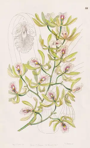 Epidendrum alatum - Guatemala / orchid Orchidee / flowers Blume flower Botanik botany botanical