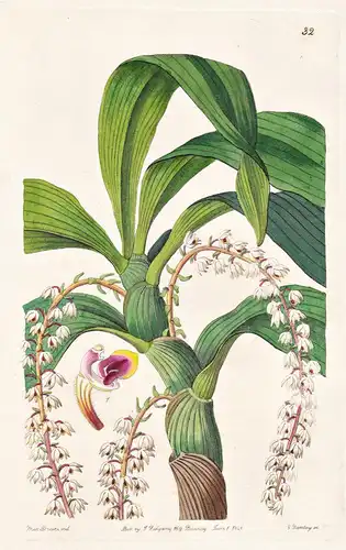 Eria polyura - Orchidee orchid / Australia Australien / flowers Blume flower Botanik botany botanical