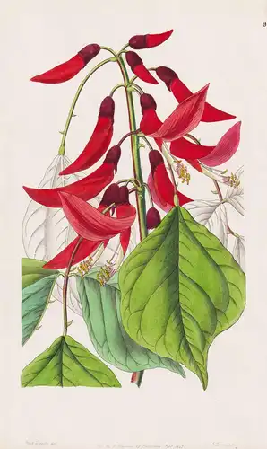 Erythrina bidwillii - Argentinien Argentina / flowers Blume flower Botanik botany botanical