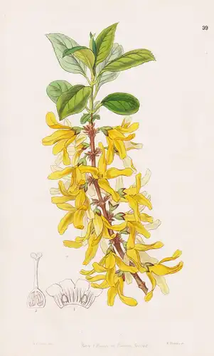 Forsythia viridissima - China Japan / flowers Blume flower Botanik botany botanical
