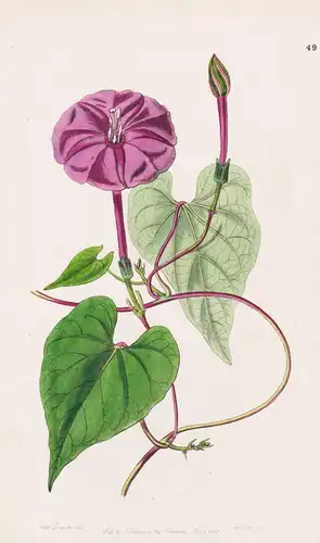 Exogonium Purga - South America Südamerika / flowers Blume flower Botanik botany botanical