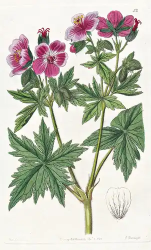 Geranium erianthum - America Amerika / flowers Blume flower Botanik botany botanical