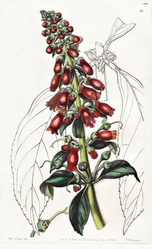 Gesnera longifolia - Guatemala / flowers Blume flower Botanik botany botanical