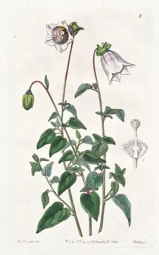 Glossocomia Ovata - India Indien / flowers Blume flower Botanik botany botanical