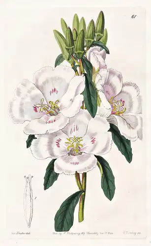 Godetia grandiflora - North America Nordamerika / flowers Blume flower Botanik botany botanical