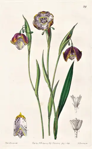 Hydrotaenia Meleagris - flowers Blume flower Botanik botany botanical