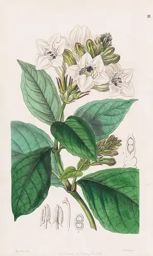 Henfreya scandens - Sierra Leone / flowers Blume flower Botanik botany botanical