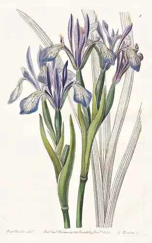 Iris fragrans - India Indien / flowers Blume flower Botanik botany botanical