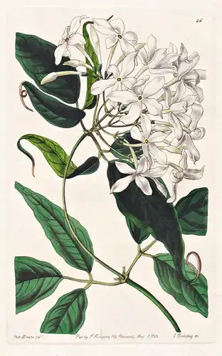 Jasminum caudatum - Bangladesh Bangladesch / flowers Blume flower Botanik botany botanical