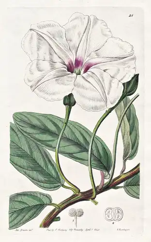 Ipomaea longifolia - Mexico Mexiko / flowers Blume flower Botanik botany botanical