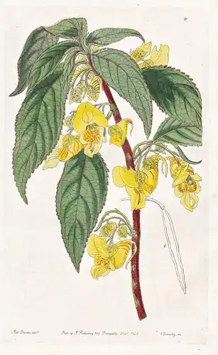 Impatiens tricornis - India Indien / flowers Blume flower Botanik botany botanical