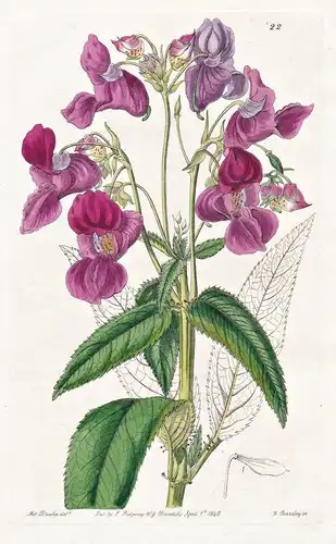 Impatiens glanduligera - India Indien / flowers Blume flower Botanik botany botanical