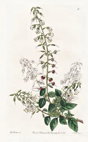 Lysimachia lobeliodes - India Indien / flowers Blume flower Botanik botany botanical