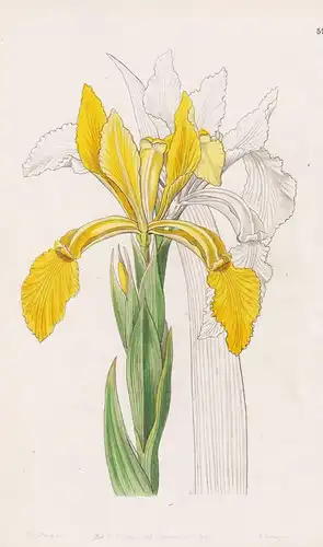 Iris aurea - India Indien / flowers Blume flower Botanik botany botanical