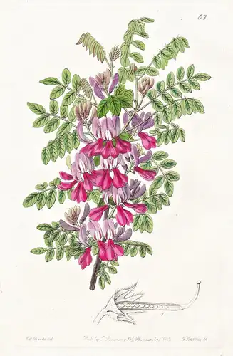 Indigofera Dosua - India Indien / flowers Blume flower Botanik botany botanical