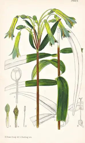 Alstroemeria Campaniflora. Tab 9664 - Brasil Brazil Brasilien / Pflanze Planzen plant plants / flower flowers