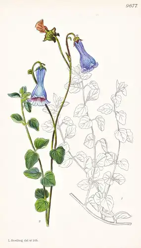 Codonopsis Mollis. Tab 9677 - China / Pflanze Planzen plant plants / flower flowers Blume Blumen / botanical B