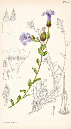Cyananthus Sherriffii. Tab 9655 - India Indien / Pflanze Planzen plant plants / flower flowers Blume Blumen /