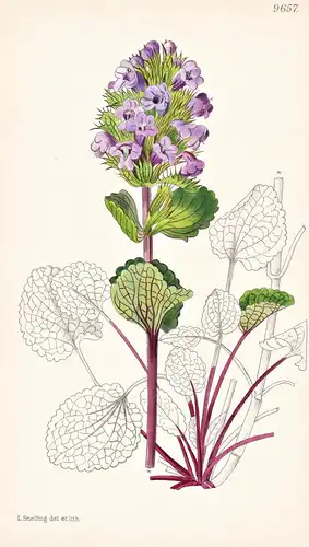Dracocephalum Bullatum. Tab 9657 - Himalaya / Pflanze Planzen plant plants / flower flowers Blume Blumen / bot